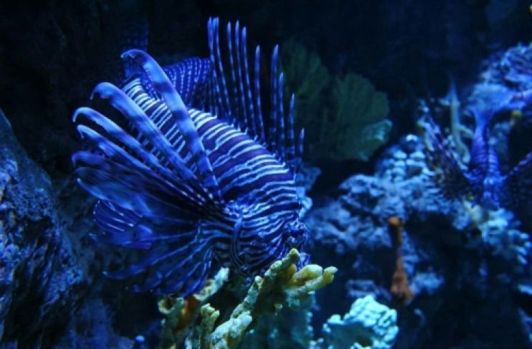 Seaworld Ancol. (Shutterstock)