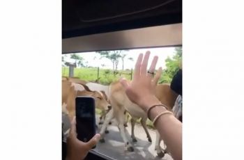 Viral Video Orang Kegirangan Lihat Sapi, Warganet: Hiburan Orang Kota