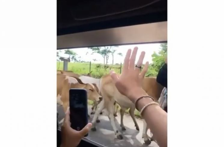 Orang kota kegirangan melihat sapi. (Instagram)