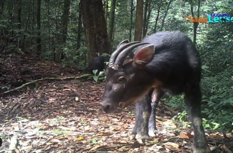 Kambing Hitam Sumatera di TNGL. (Instagram/Taman Nasional Gunung Leuser)