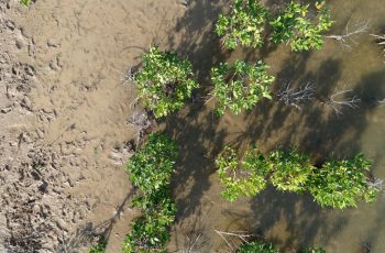 Penanaman 1.000 Mangrove, Aksi Pemkab Sabu Raijua dan GEF SGP Indonesia Sambut 3 Momen Besar