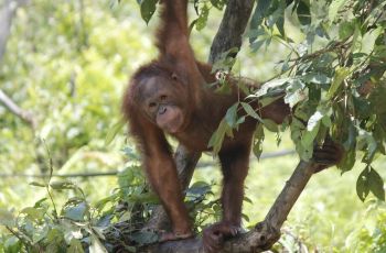 Bayi Orangutan Ini Jadi Korban Konflik Pengelola Bandung Zoo, Nasib Hewan yang Lain Gimana?