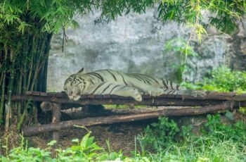 Ragunan Mau Buka Sampai Malam: Ide Brilian atau Malah Bikin Satwa Stres?
