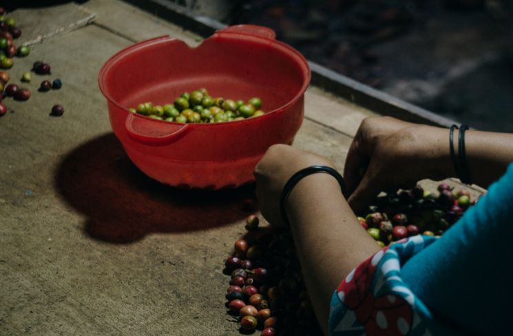 Maya, remaja berusia 17 tahun asal Temanggung, Jawa Tengah, sehari-hari membantu memilah biji kopi robusta yang dipanen petani setempat.(Dokumentasi pribadi)